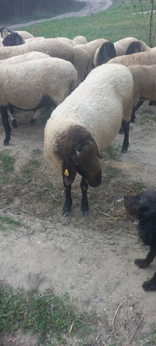 Berbeci de vânzare