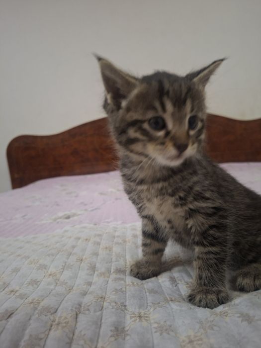 Отдам в хорошие руки котята