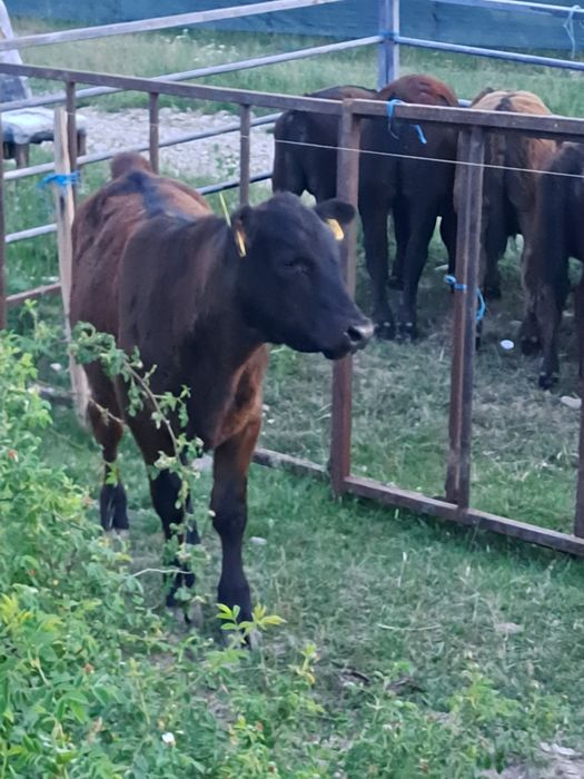 Vitei , vaci ,angus, Vițele ,de carne