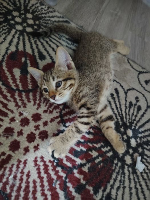 Домашние котята в добрые руки