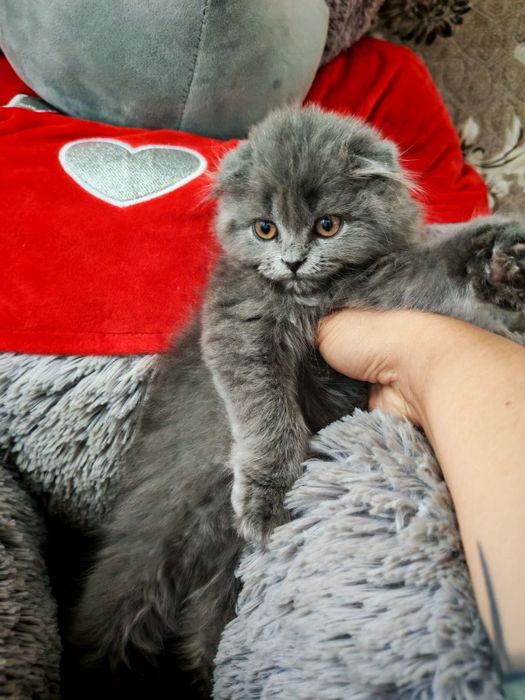 Продаётся котёнок