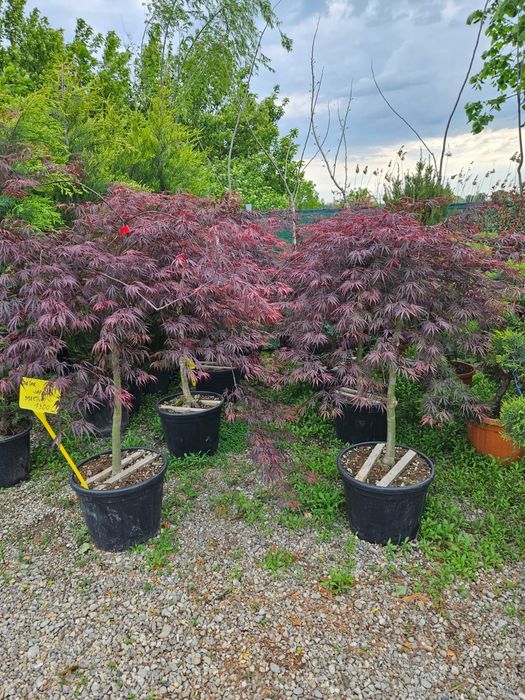 Vând arțar acer japonez palmatum disectum