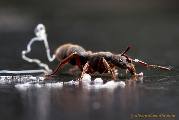 Pseudoneoponera rufipes