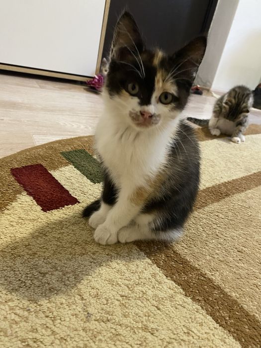 Котята отдам в добрые рук
