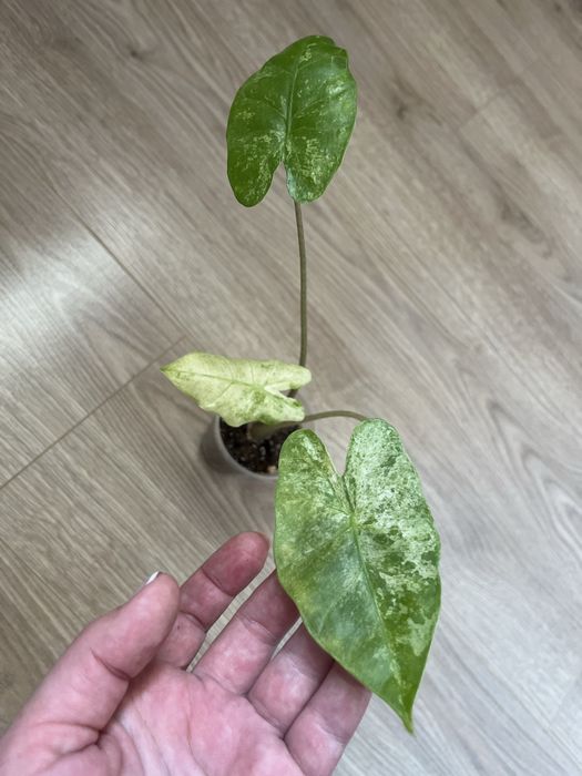 Алоказия Венти Вар., Макрориза Сплеш, Лонгилоба