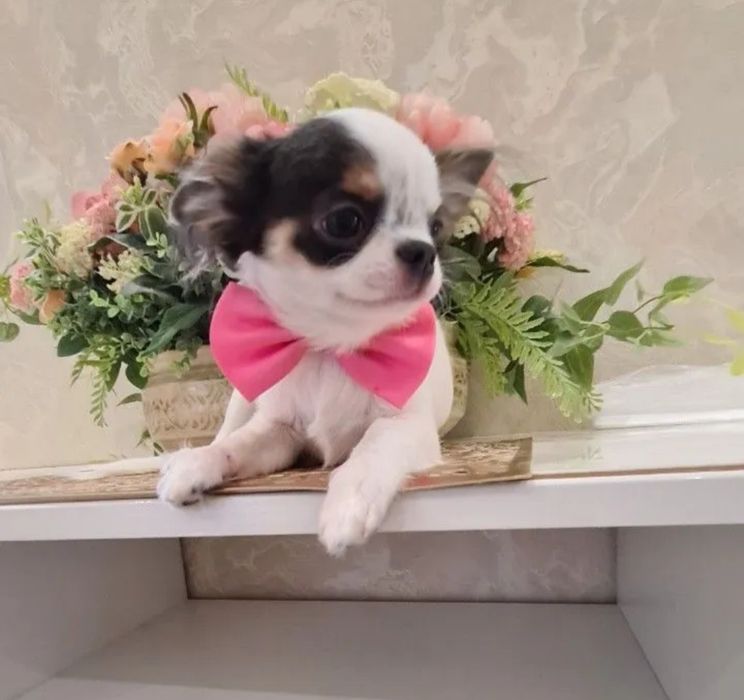 щенок чихуахуа кобель