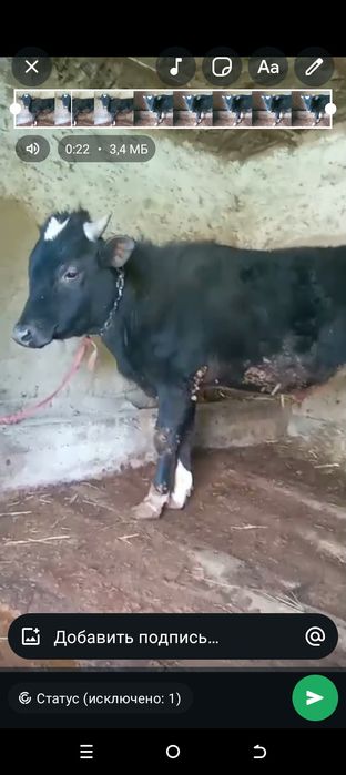 Продоётся бык, очень хороший