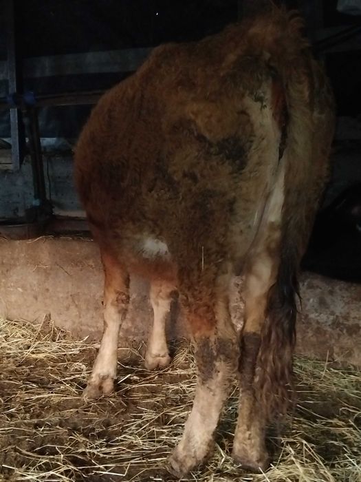 De vanzare junica gestanta in 7 luni