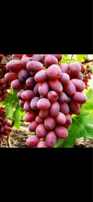 жеміс тал көшетер