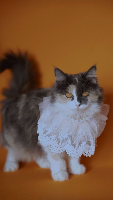 Кошки в добрые руки