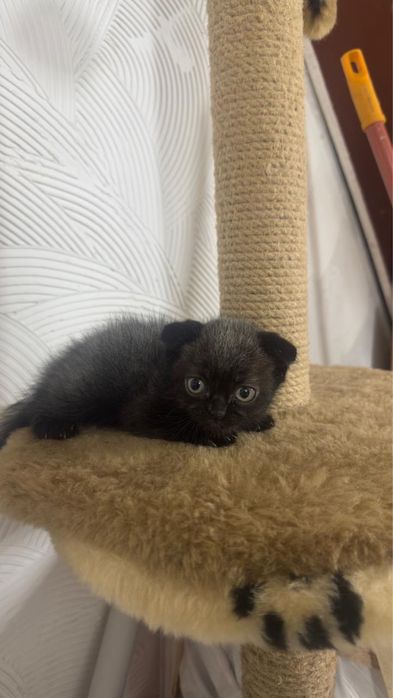 Котята смесь шотландца и британца
