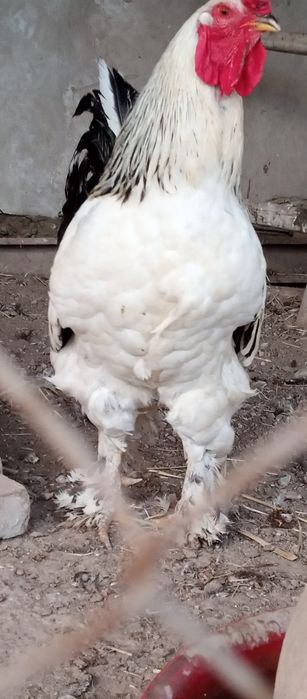 Brama svetleniy Brama tuxumlari sotiladi