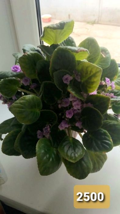 Фиалки на продажу