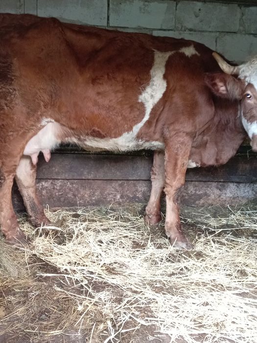 Vând vacă de 7 ani bună de lapte