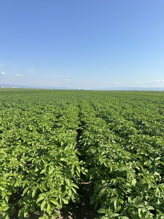 Sămânță de cartofi 2025