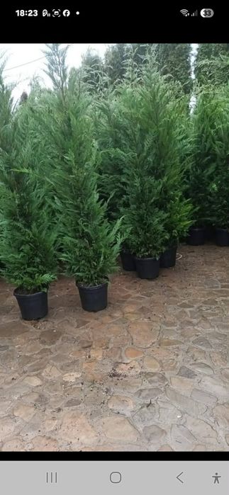 Tuia Smarard/Chiparos Leylandii