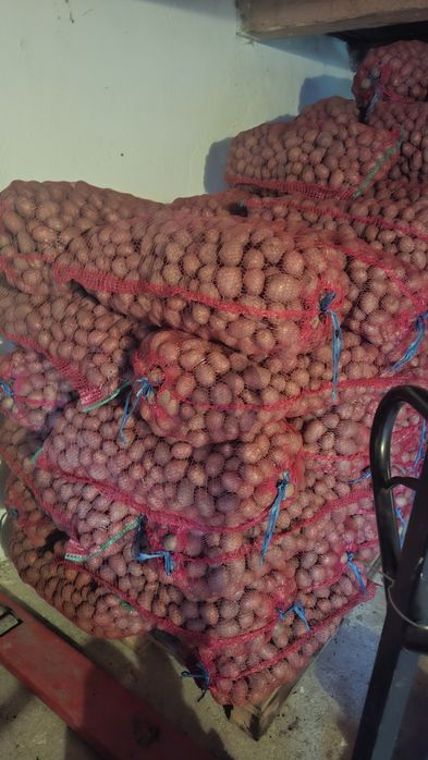 Cartofi de sămânță Arizona, Bellarosa, clasa B