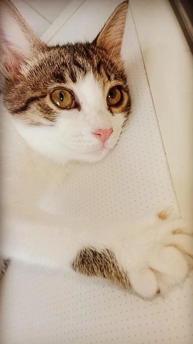 Привитый котёнок в доюрые руки. Юла