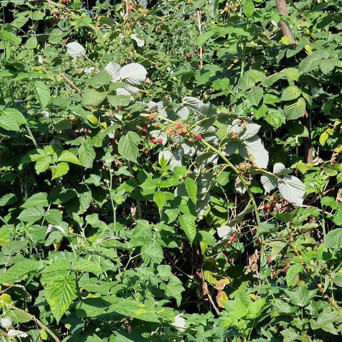 Отдельно стоящий дом