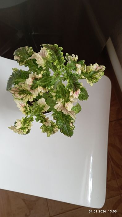 Цветы домашн.г.Астана