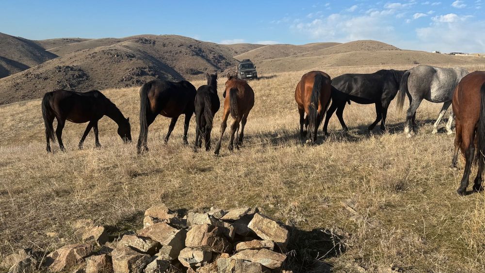 Уйр жылкы сатылады