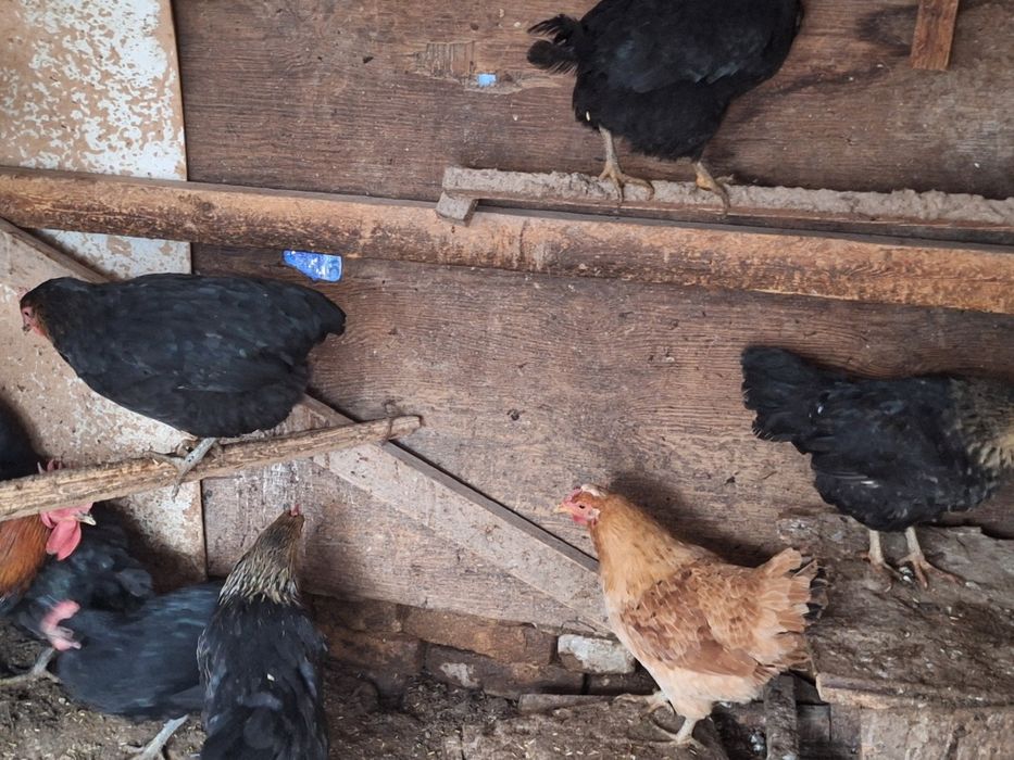 Xoroz tovuq jojala sotiladi