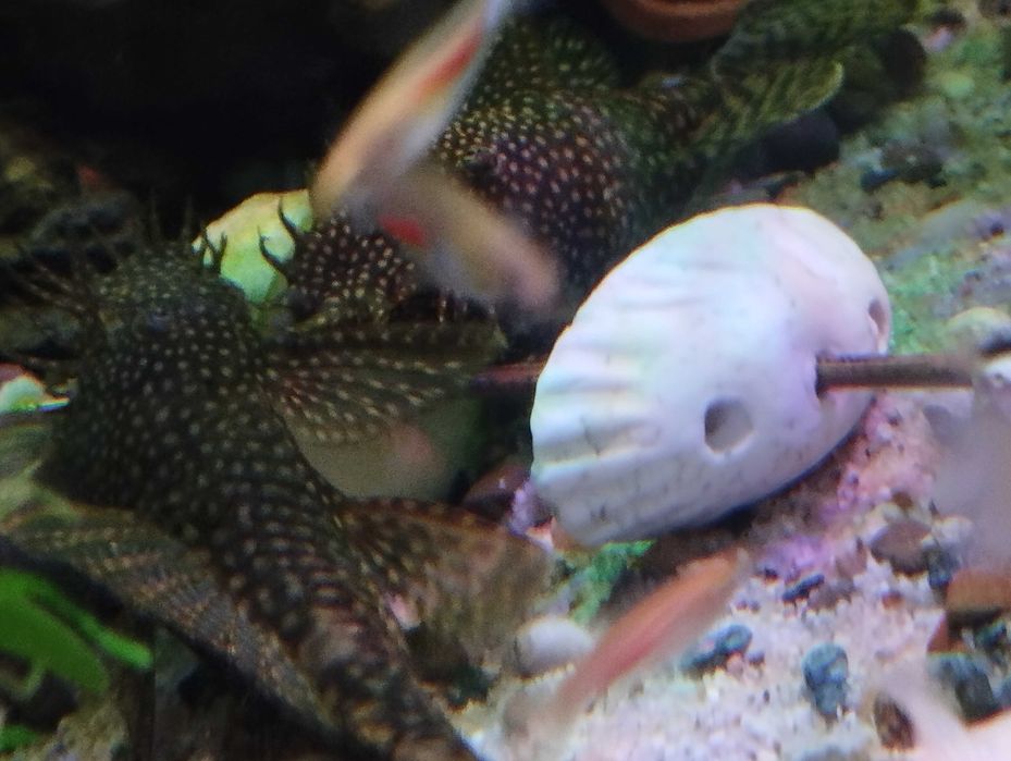 Vând pești acvariu, ancistrusi, creveți