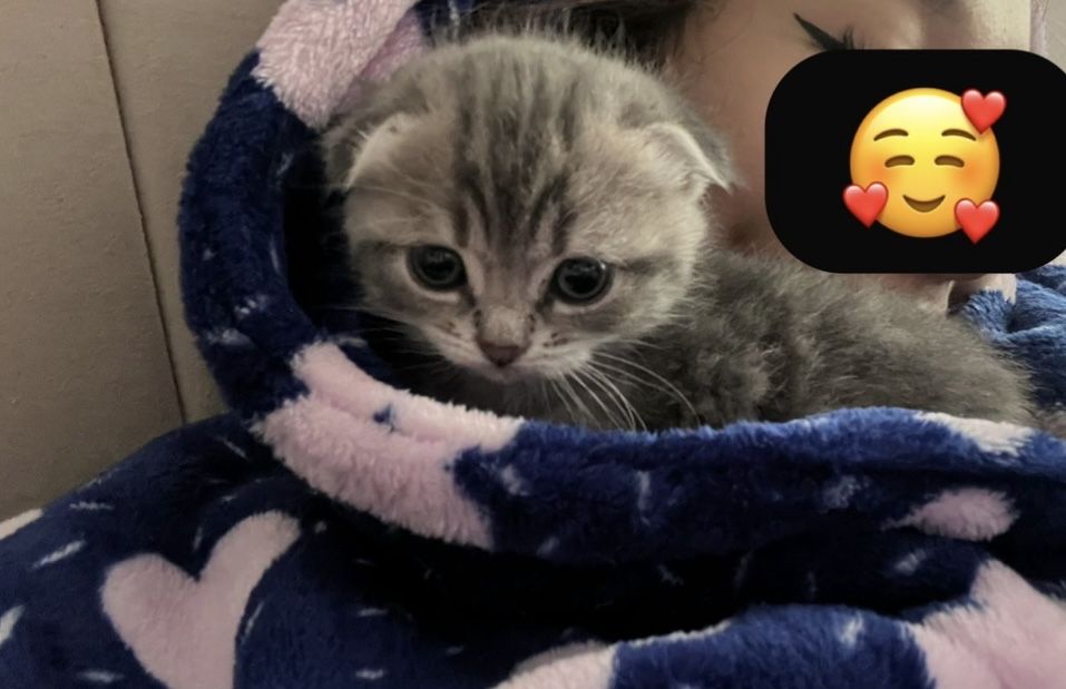 Котята кошки породистые