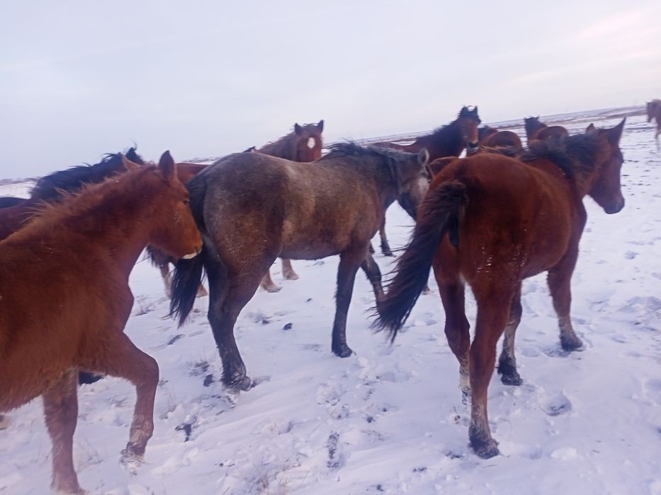 Продам лошадей согым