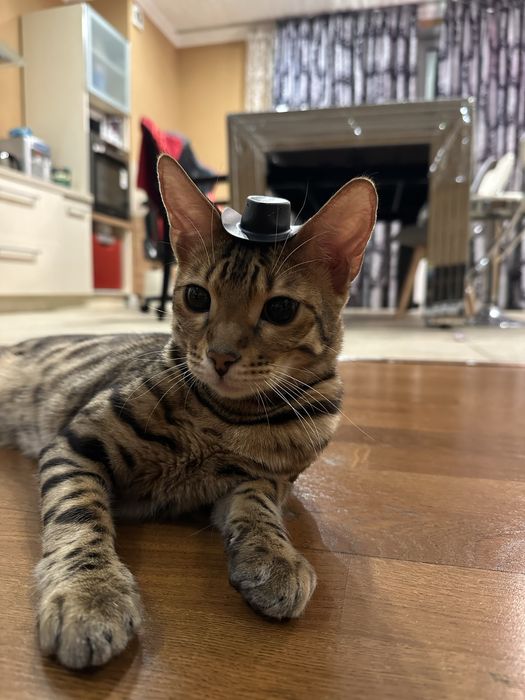 Котик бенгальский бесплатно (только в квартиру)