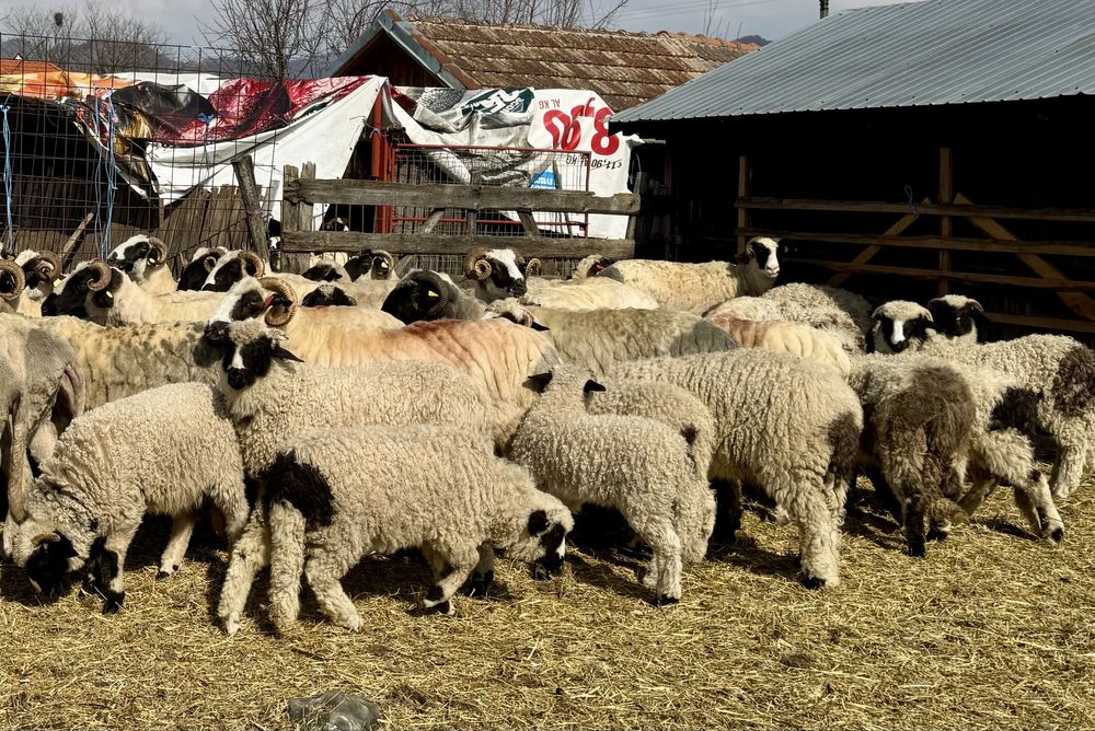 Miei și mieluțe breze de vânzare