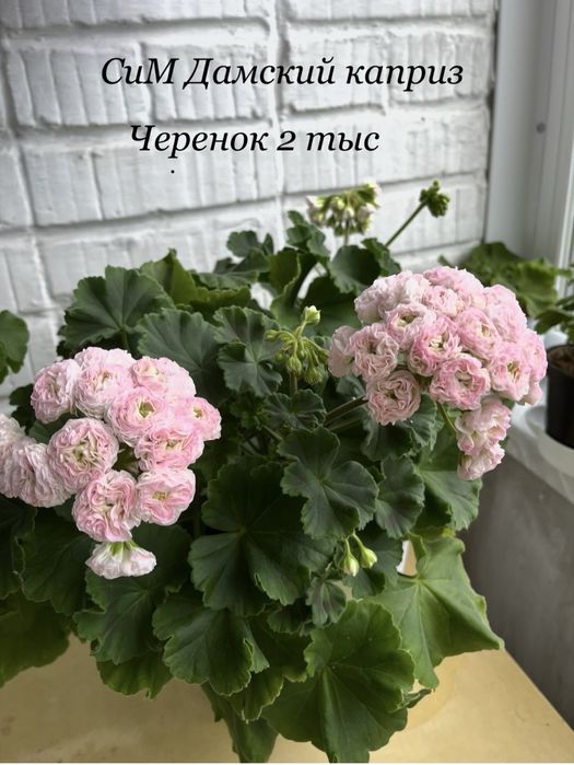 Продам черенки сортовых пеларгоний