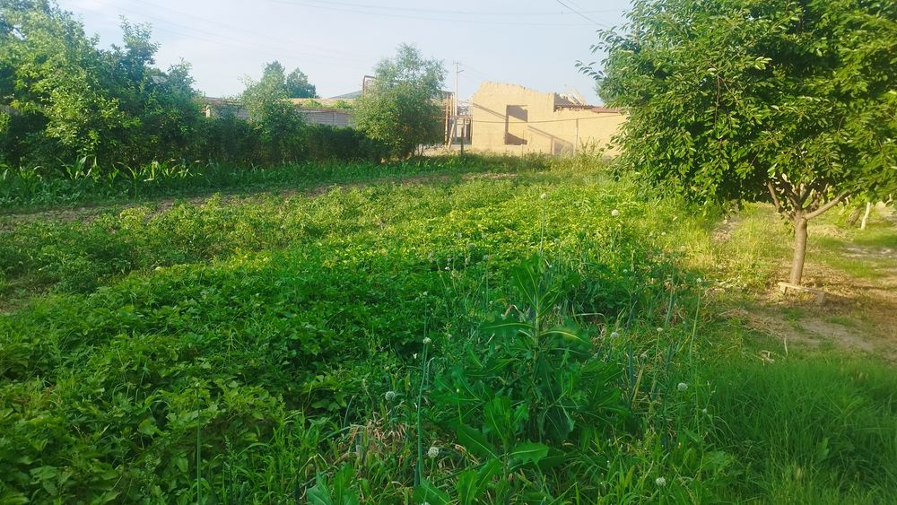 Sroshna uy sotiladi Parkent tumani Samsarak MFY Samsarak koʻchasi