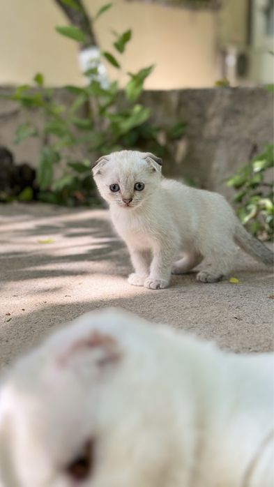 Скотш фолд девочка