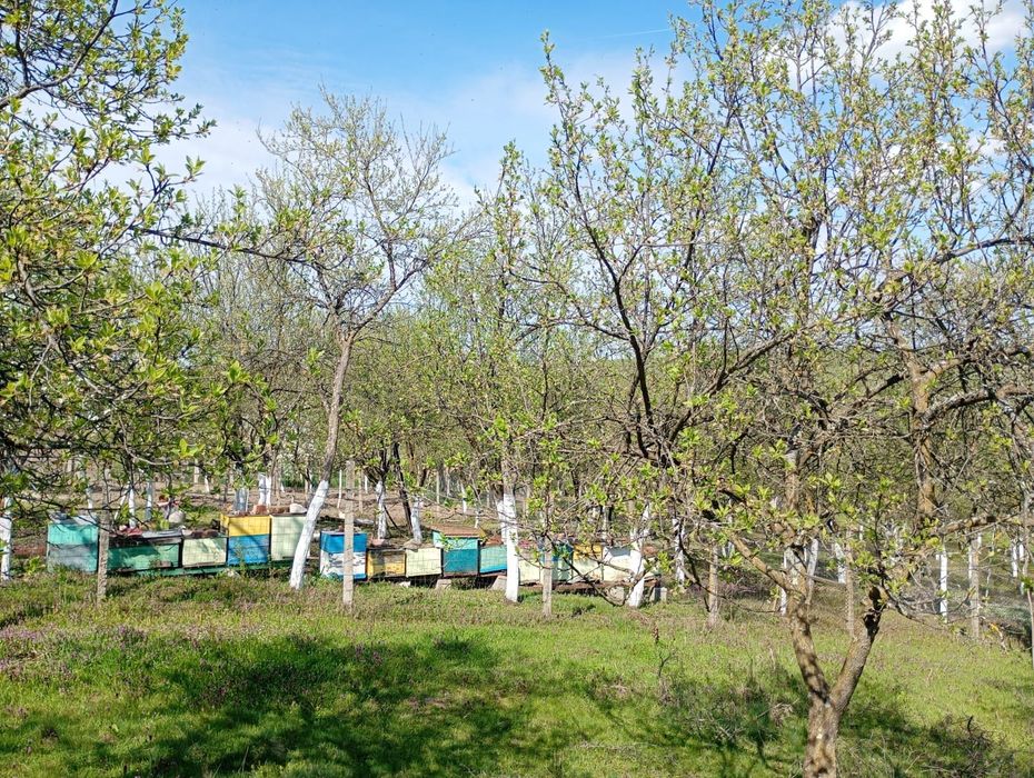 Proprietate: 2x Case cu Teren