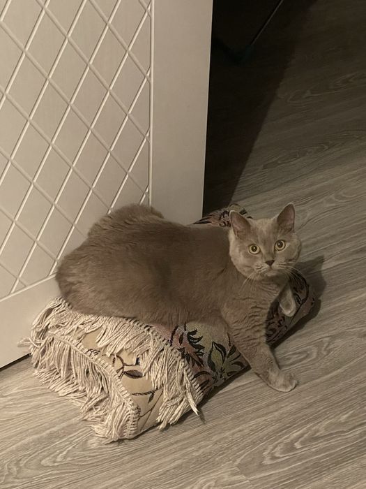 Британка в добрые руки