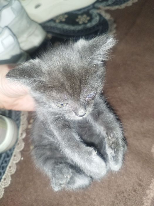 Отдам котят в добрые руки