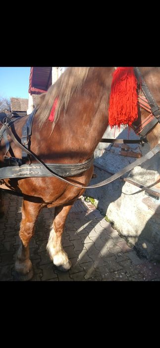 Iapa de 8 ani gestanta