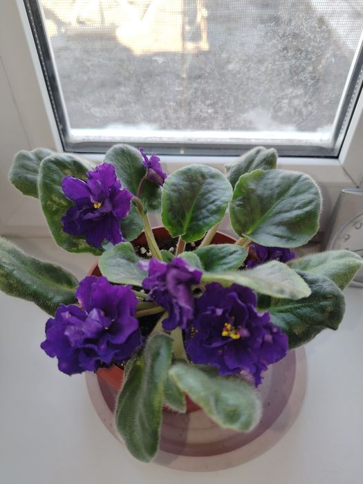 Продам Фиалку  сортовую