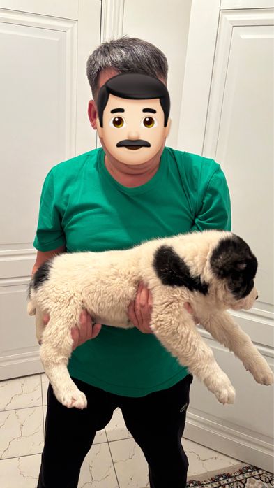 Тобет сатылады САО