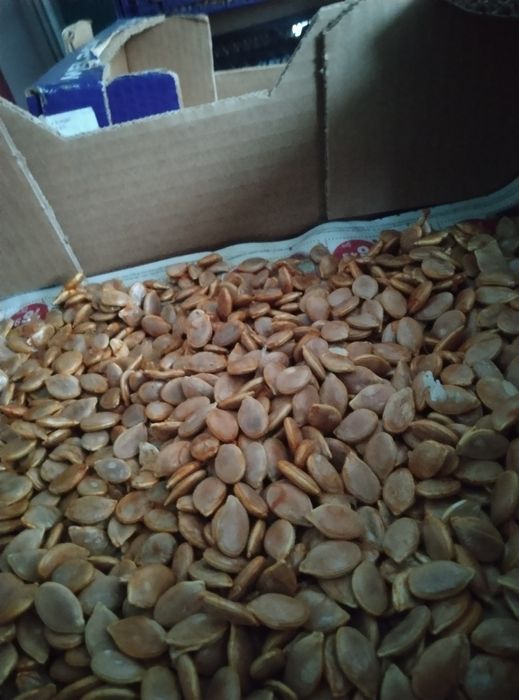 Продавам семена бели тикви и цигулки