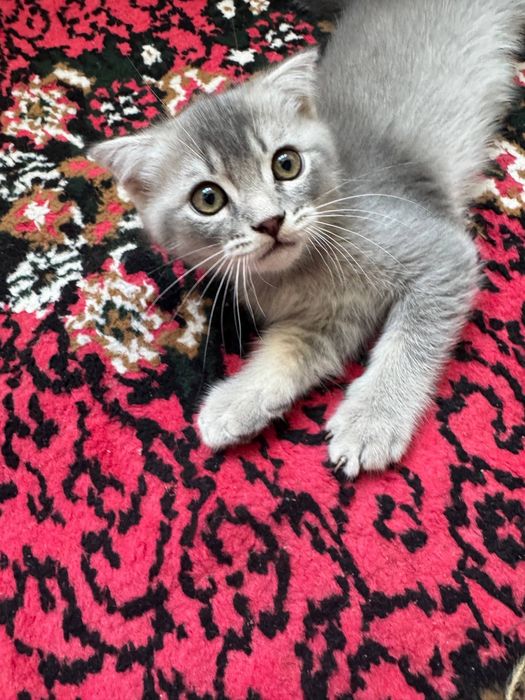 Продается породистый котенок