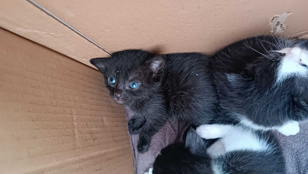 Малки красиви котенца