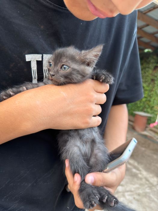 Кошка черный 2месяц самка