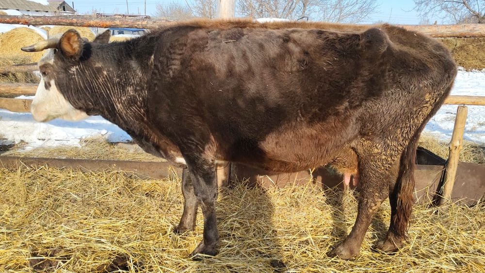 продам стельных коров