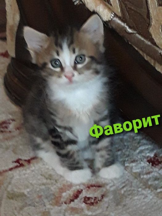 Котенок мальчик , отдам в добрые руки