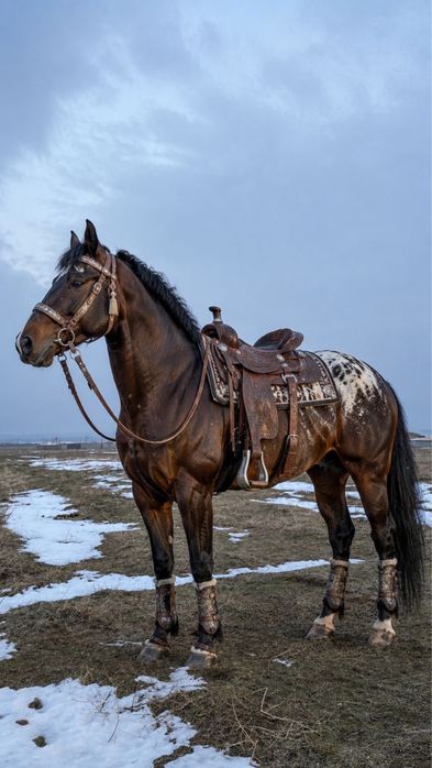 Көкпар айғыр сатылады