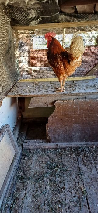 Продаю  домашних  петухов