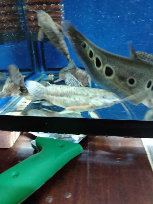 Продаются аквариумные рыбки