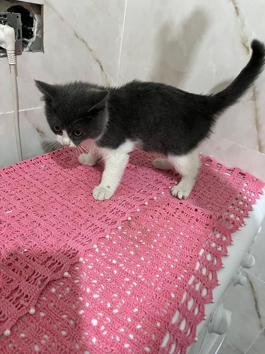 Британский котенок, девочка